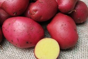 Aardappelen NIEUW Alouette  (redelijk vastkokend)